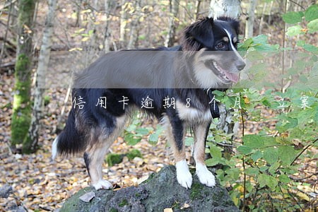 信用卡逾期8个月 立案